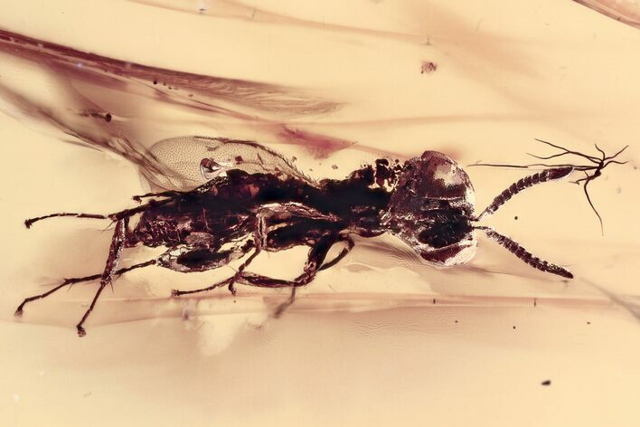 Detailed Fossil Wasp (Chalcidoidea) In Baltic Amber #381239